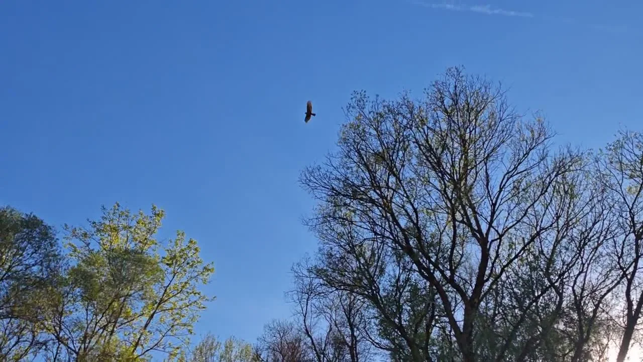 Madarak röpte és az erdő hangjai című saját terepi videó előnézeti képe.