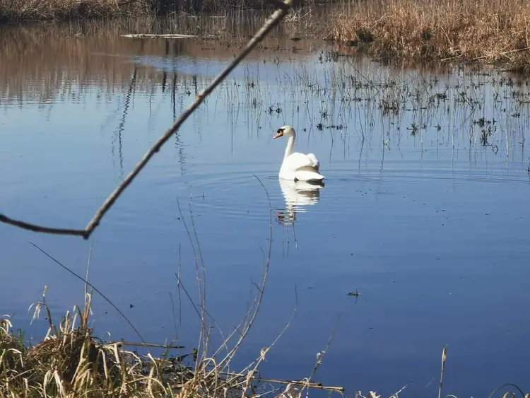 Fehér vízimadár sekély vízben