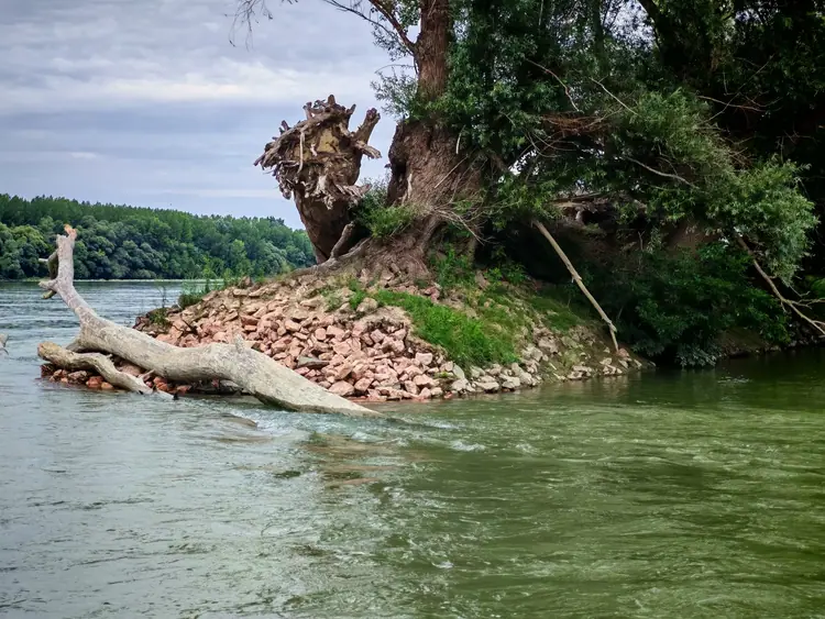 Kidőlt fa és kövekkel erősített partszegély a vízben